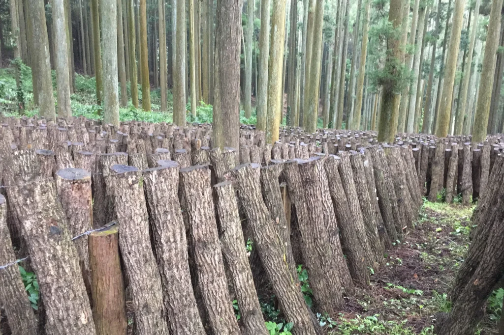 栽培用原木の伏せ込み