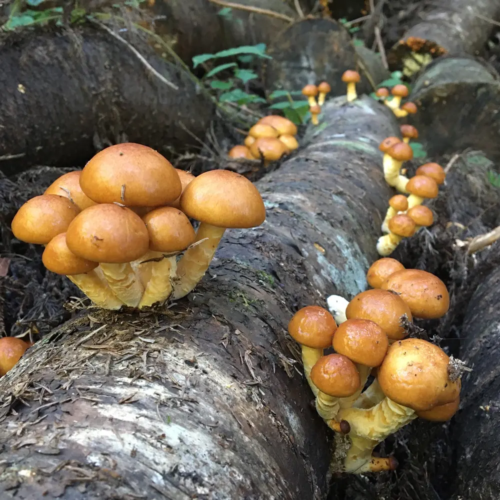 原木なめこ栽培の通年管理